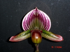 Paph. Via Quatal